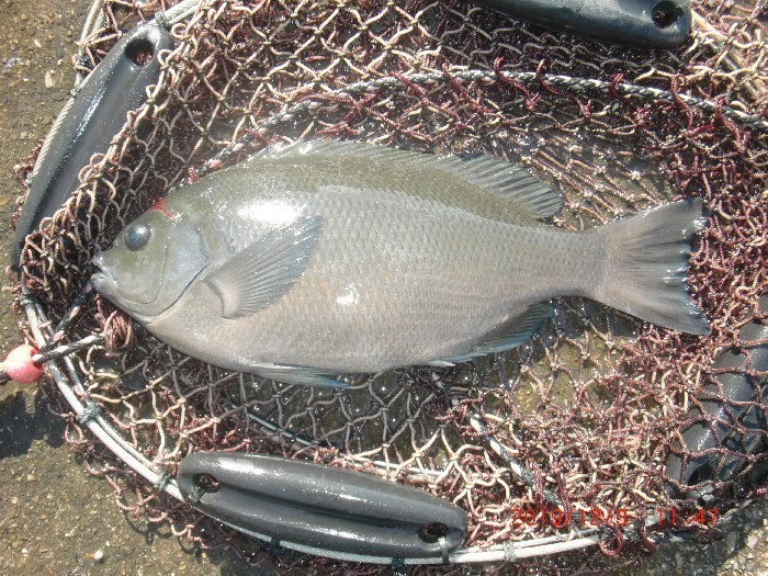 たびちゃんの釣り日誌 19年12月3日 串本港赤灯波止